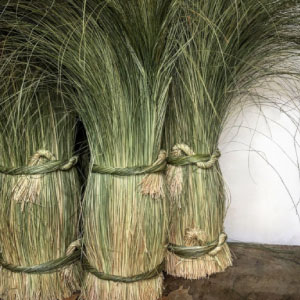 Erba palustre